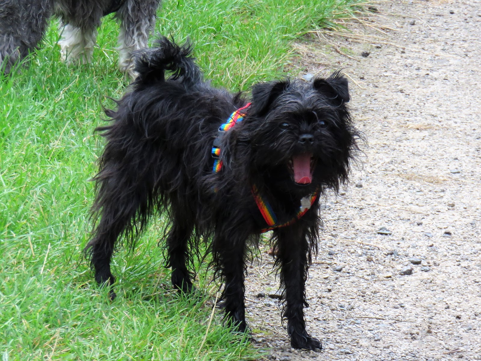 Affenpinscher photo 2