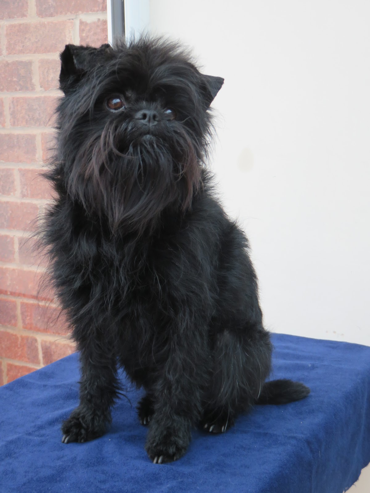 Affenpinscher photo 3