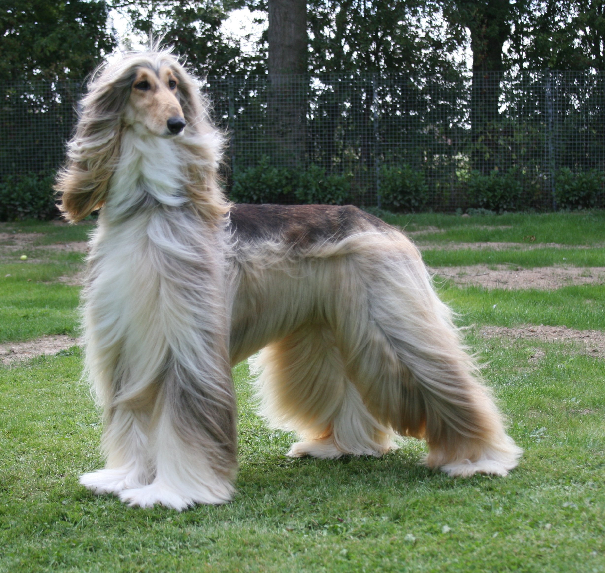 Afghan Hound photo 1