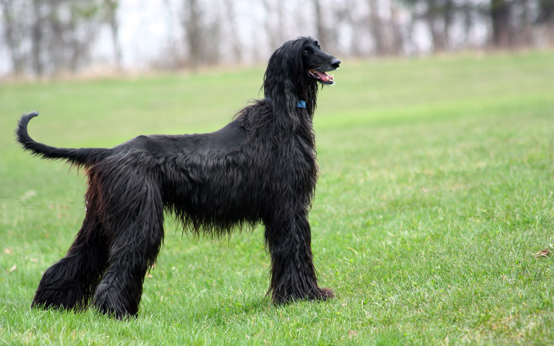 Afghan Hound photo 3