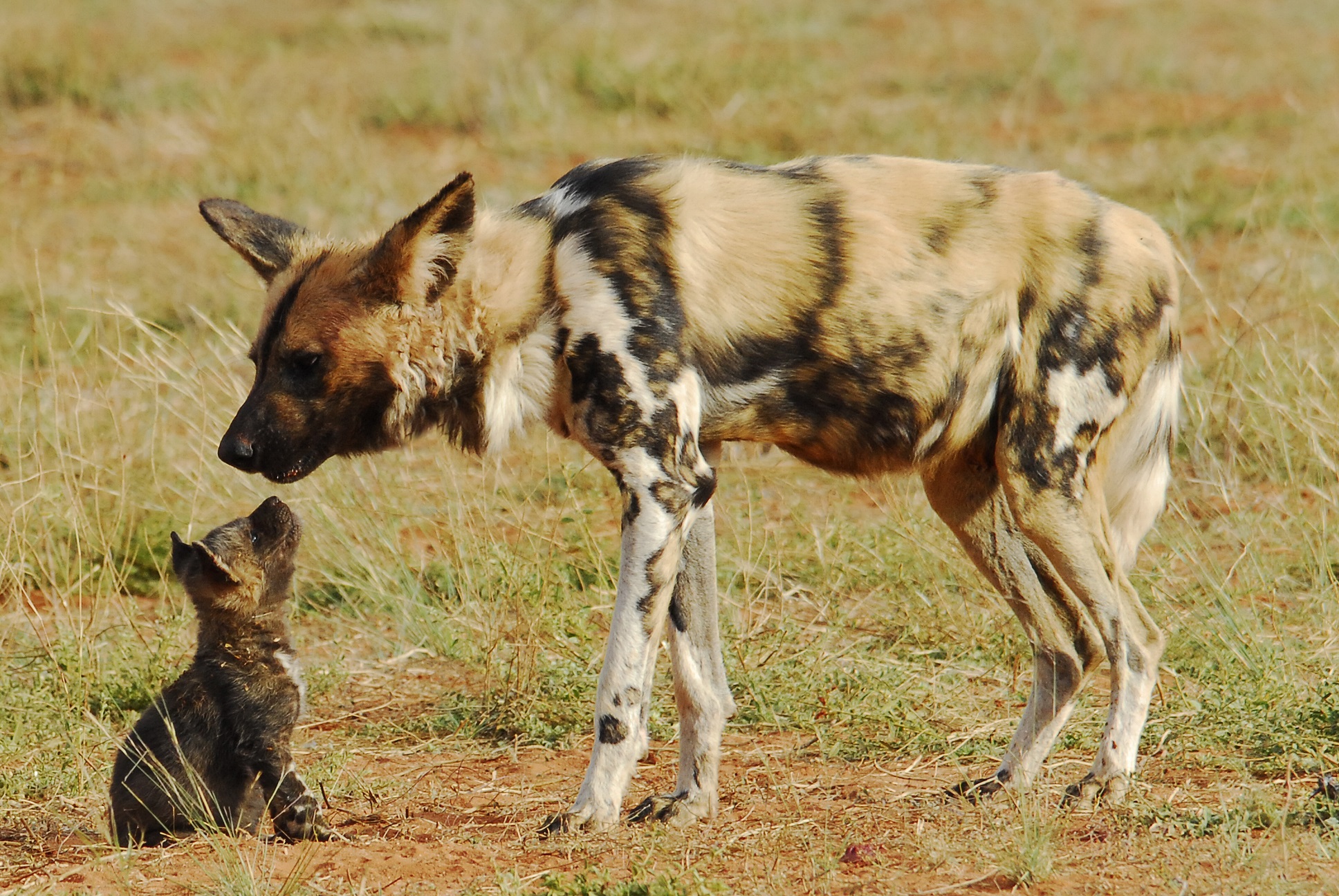 African Hunting Dog photo 1