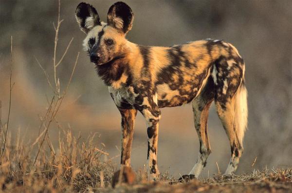 African Hunting Dog photo 2