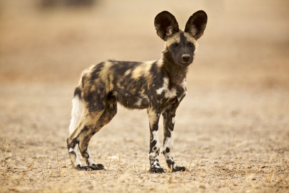 African Hunting Dog photo 3