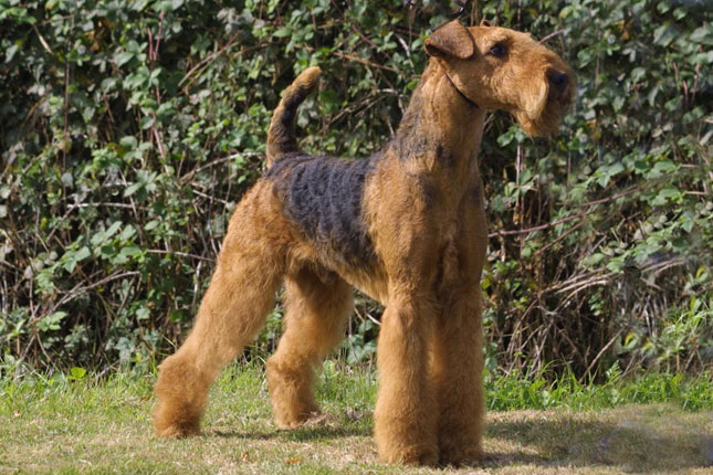 Airedale Terrier photo 1