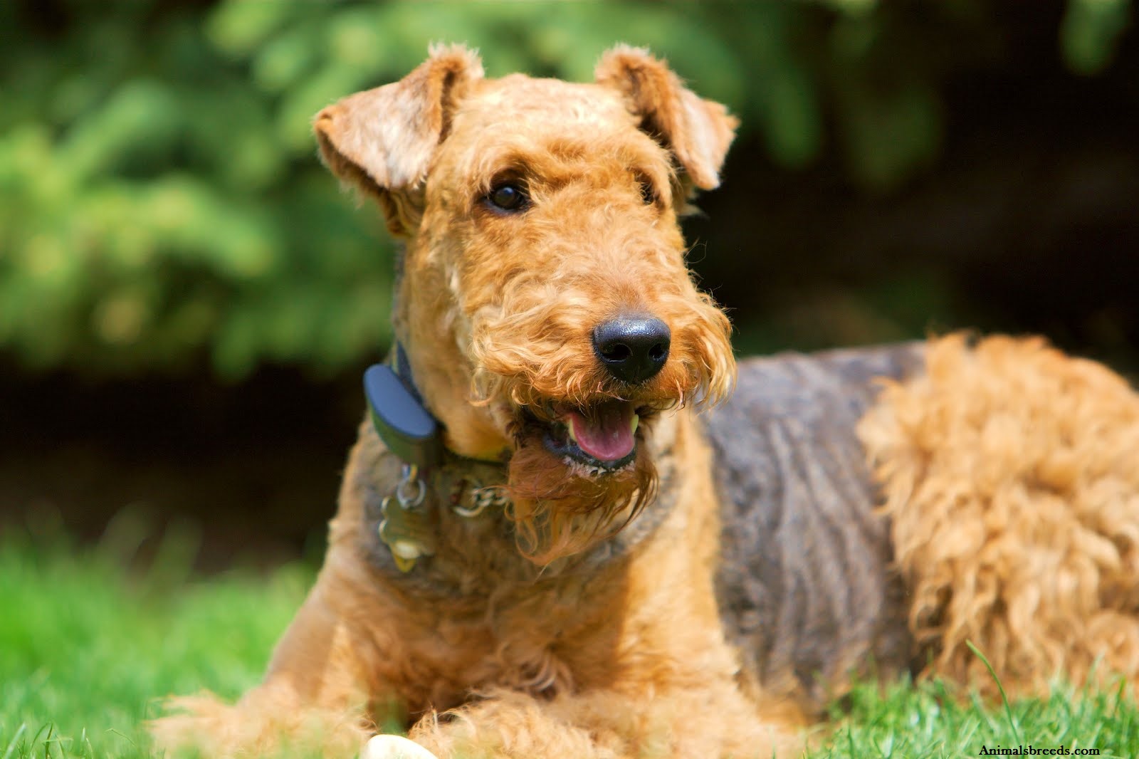 Airedale Terrier photo 2