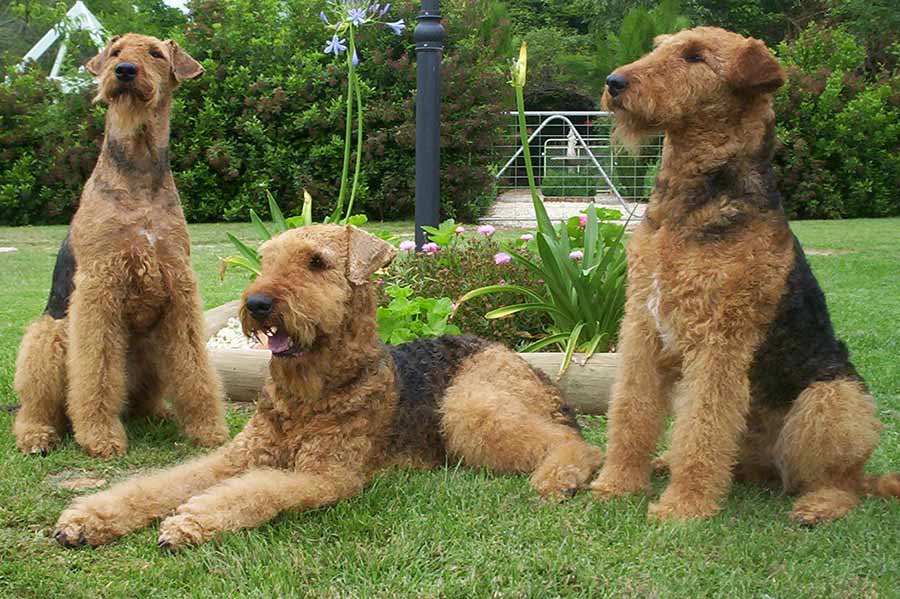 Airedale Terrier photo 3