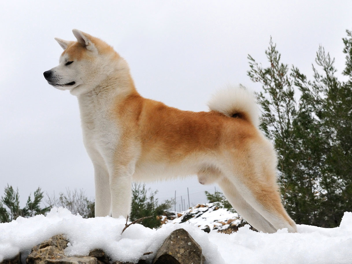 Akita photo 1