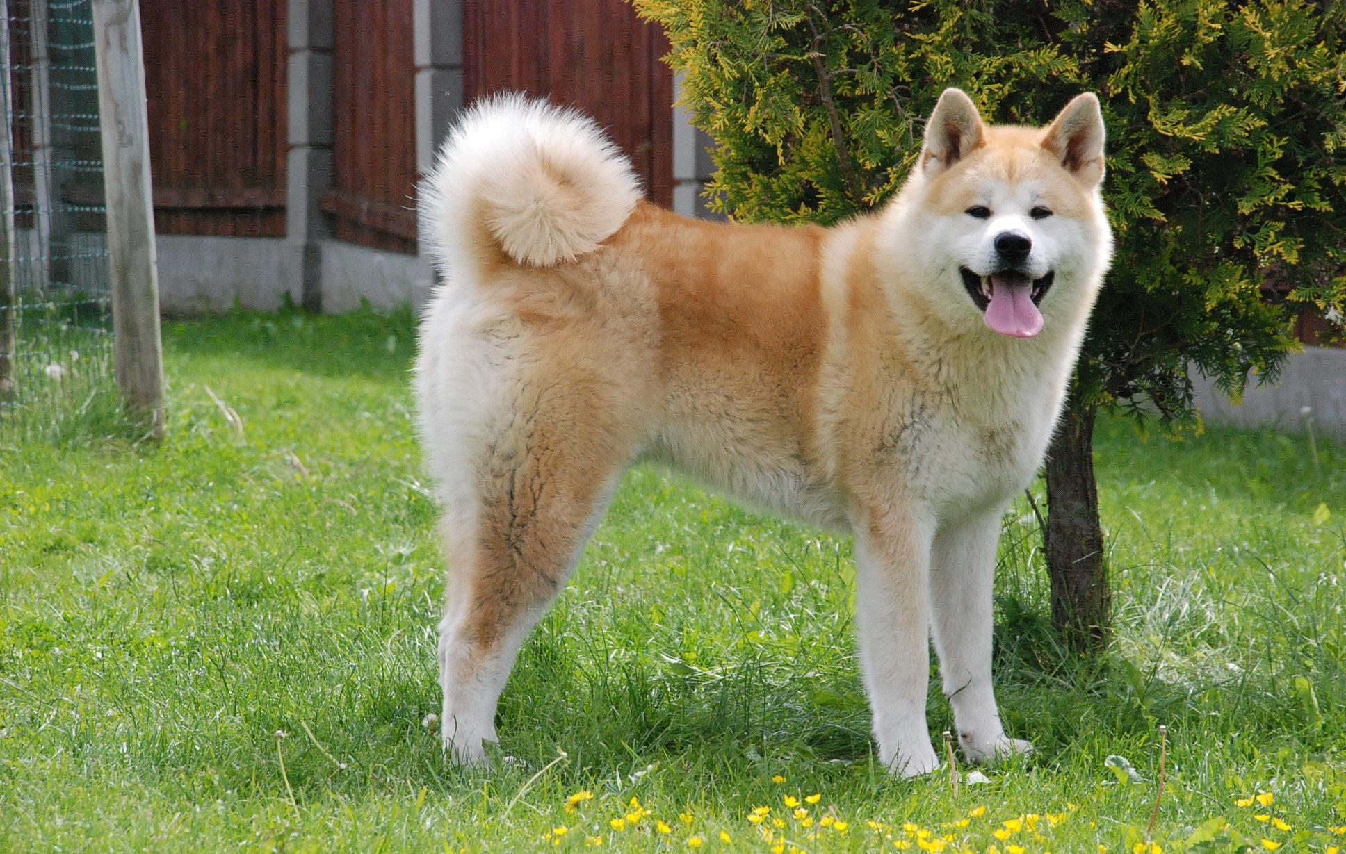 Akita photo 2