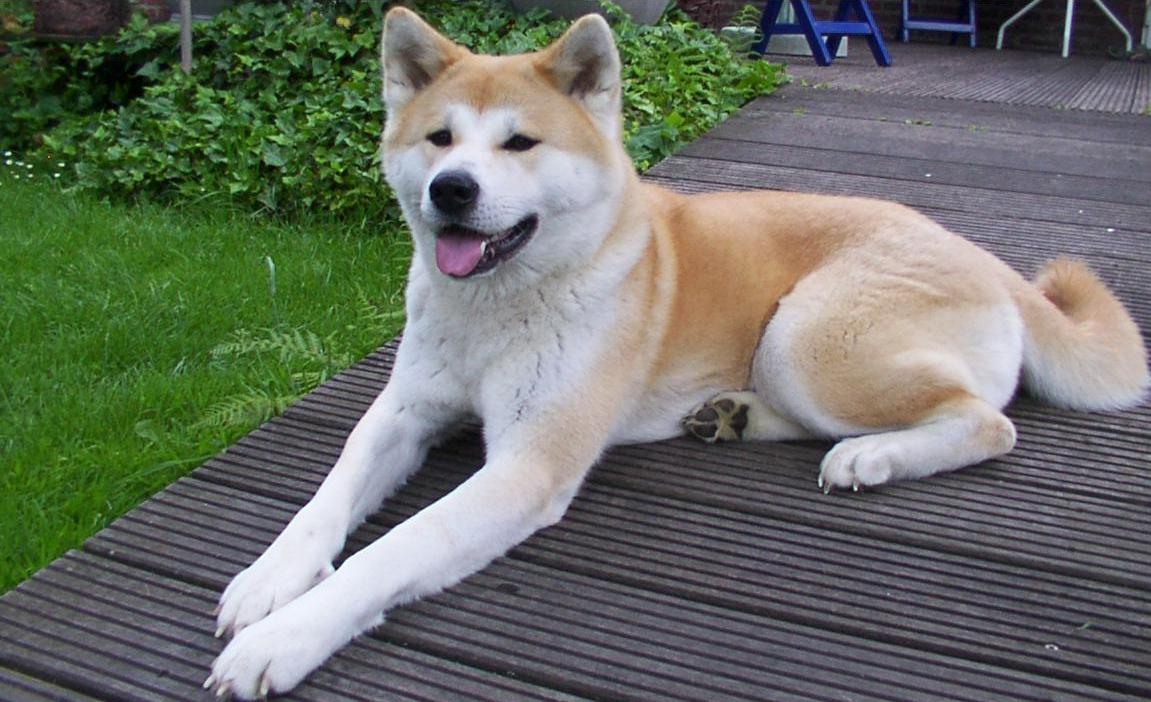 Akita photo 3
