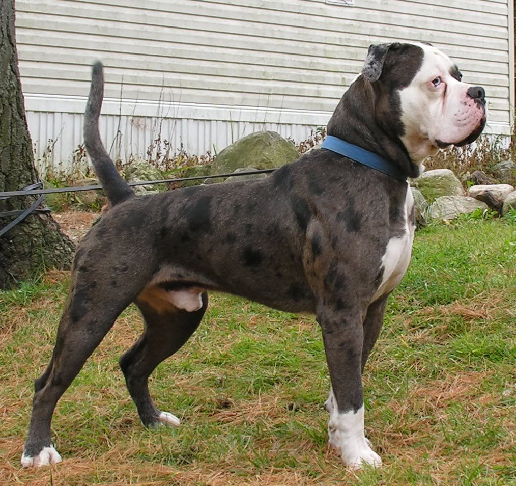 Alapaha Blue Blood Bulldog photo 2