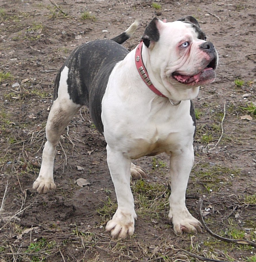 Alapaha Blue Blood Bulldog photo 3