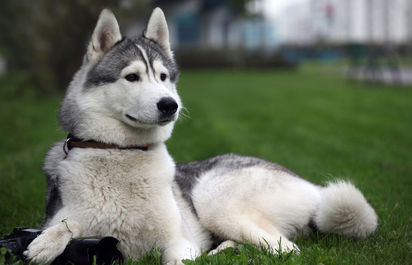 Alaskan Husky photo 1