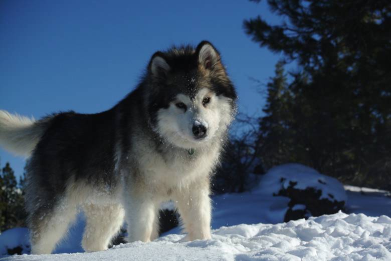 Alaskan Malamute photo 1