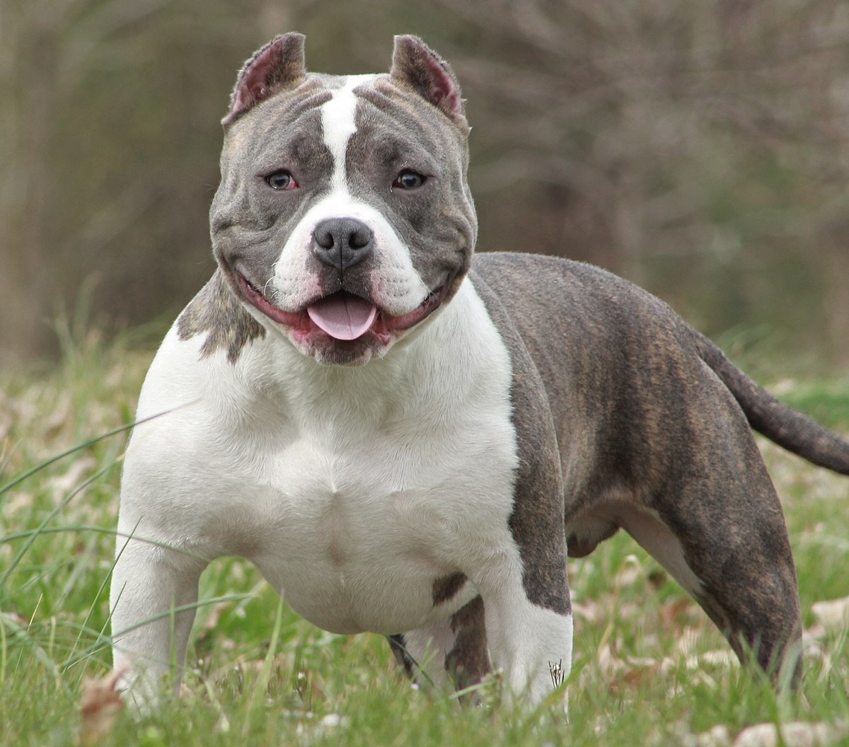 American Bully photo 1