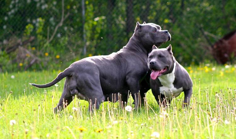 American Bully photo 2