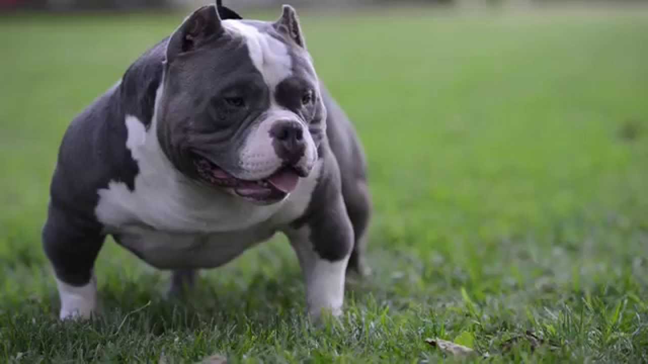American Bully photo 3