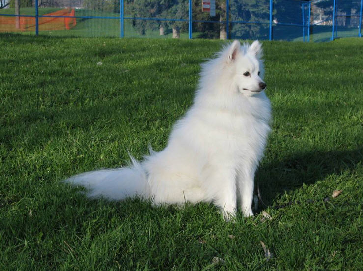 American Eskimo Dog (Miniature) photo 2