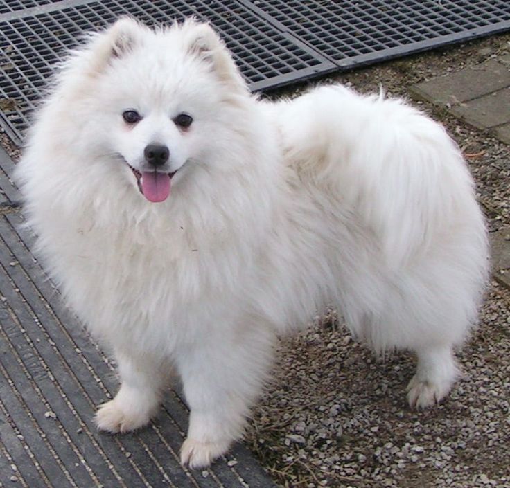 American Eskimo Dog (Miniature) photo 3