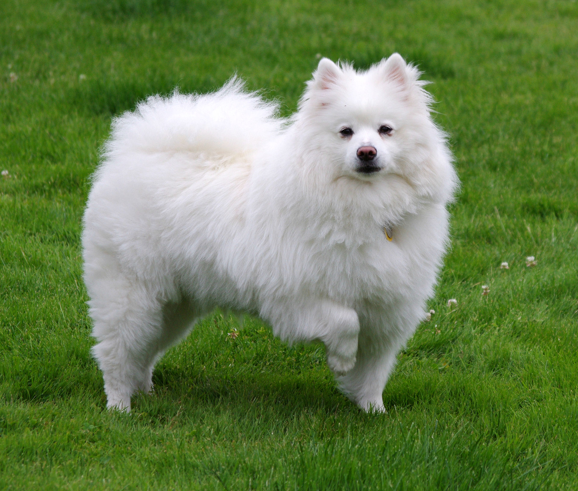 American Eskimo Dog photo 1