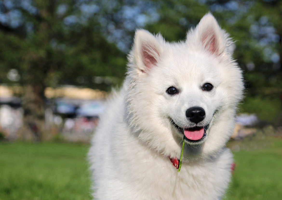 American Eskimo Dog photo 2