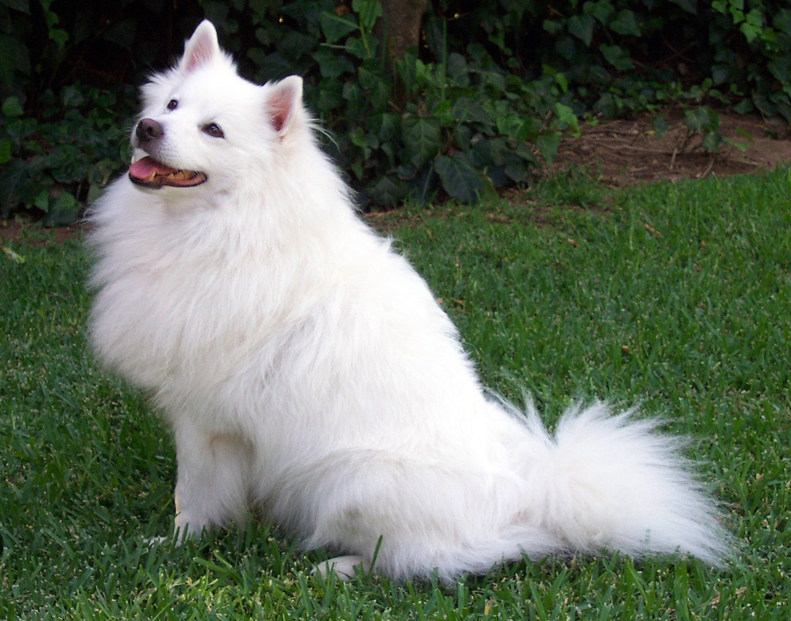 American Eskimo Dog photo 3