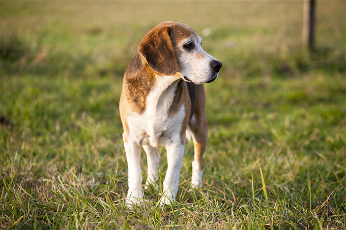 American Foxhound photo 1