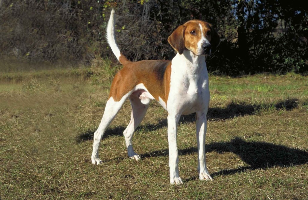 American Foxhound photo 2
