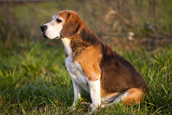 American Foxhound photo 3