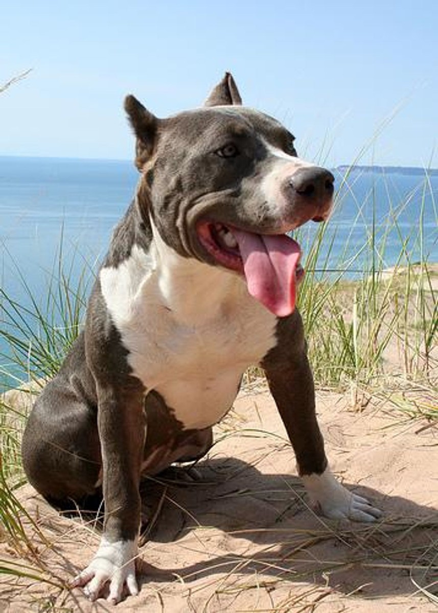 American Staffordshire Terrier photo 1