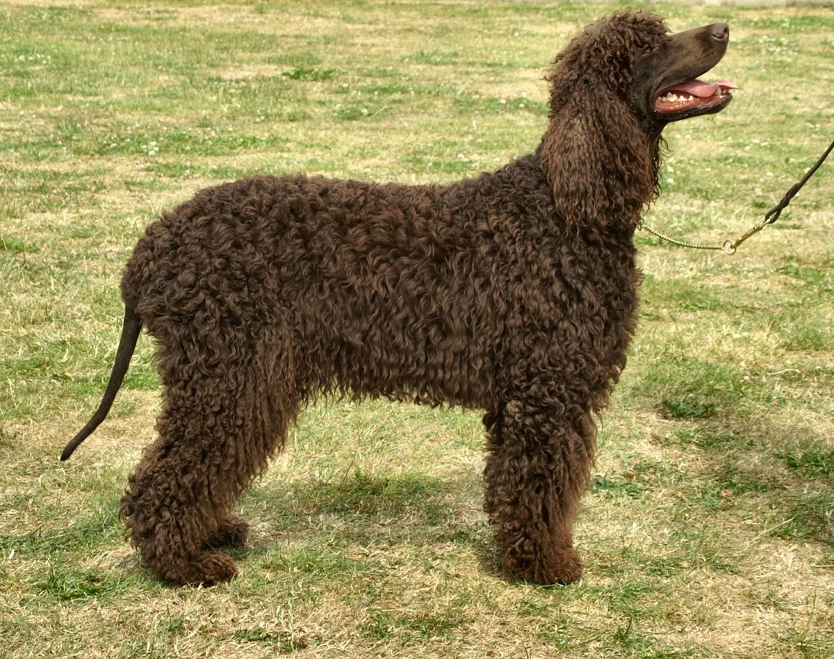 American Water Spaniel photo 1