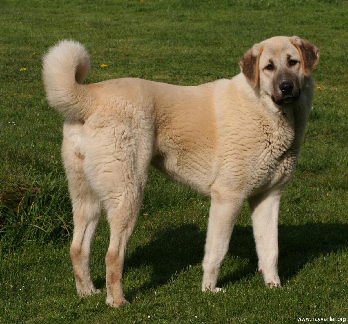 Anatolian Shepherd Dog photo 1