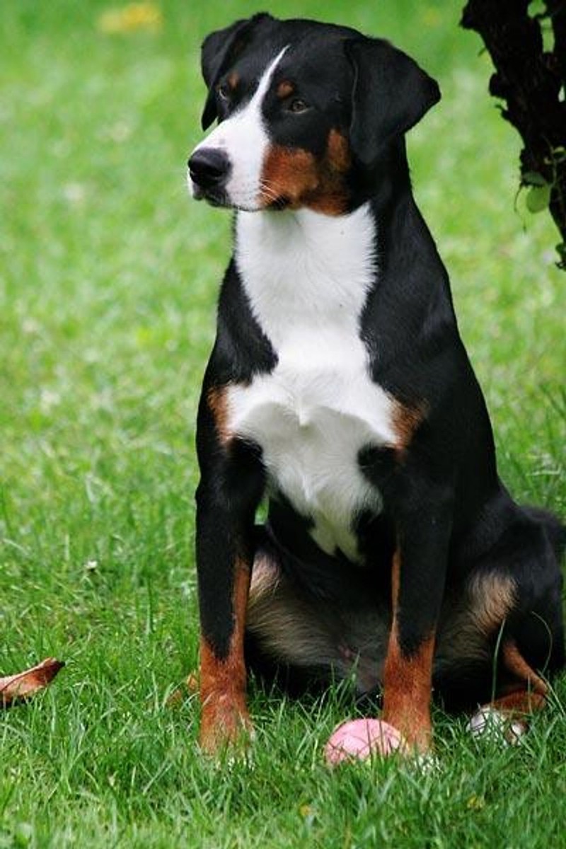 Appenzeller Sennenhund photo 1