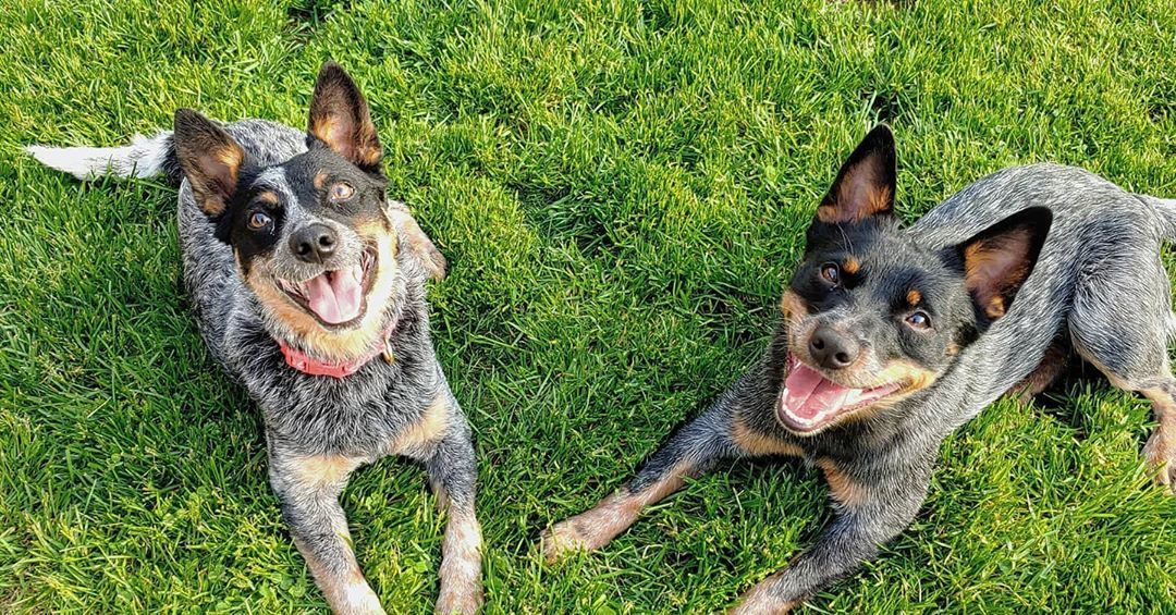 Australian Cattle Dog photo 1