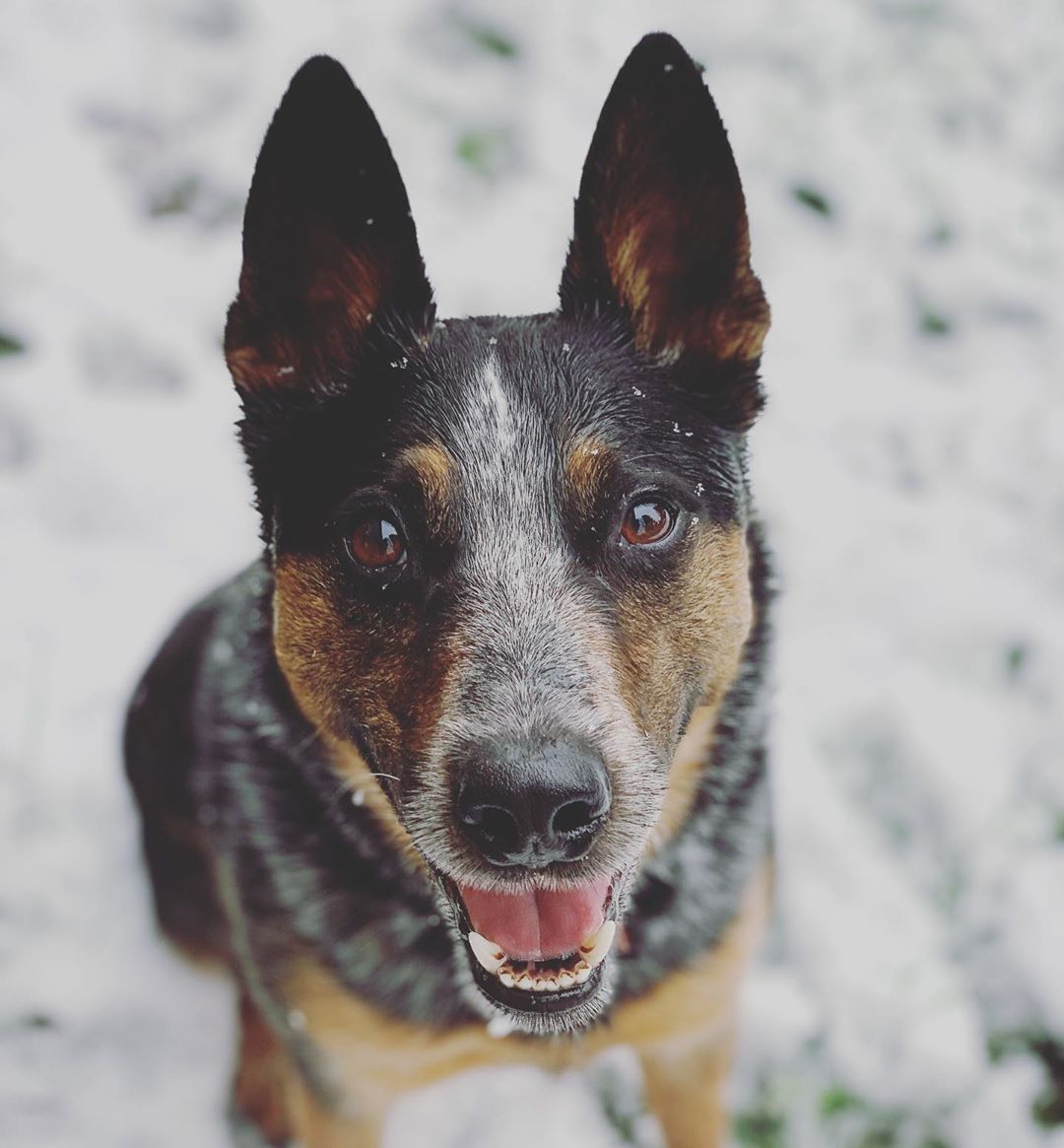 Australian Cattle Dog photo 2