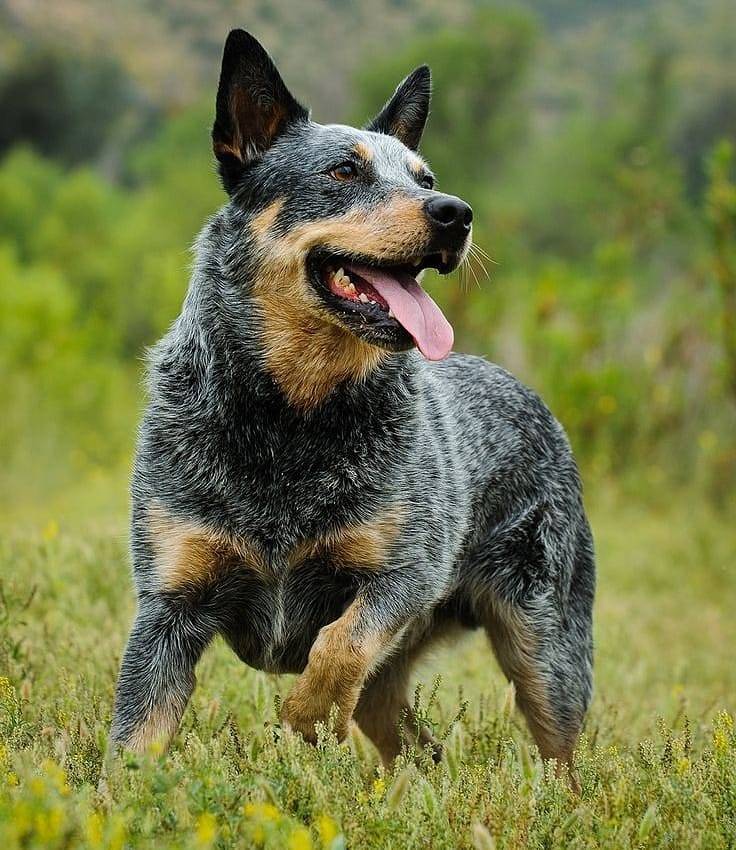 Australian Cattle Dog photo 3