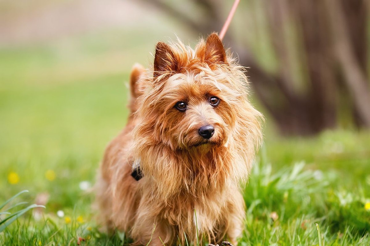 Australian Terrier photo 1
