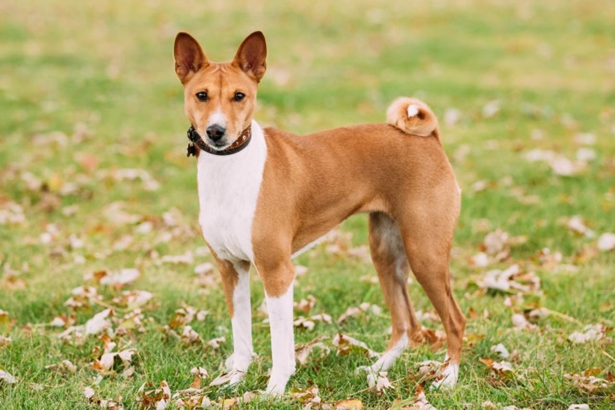Basenji photo 1