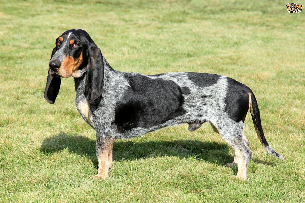 Basset Bleu de Gascogne photo 1