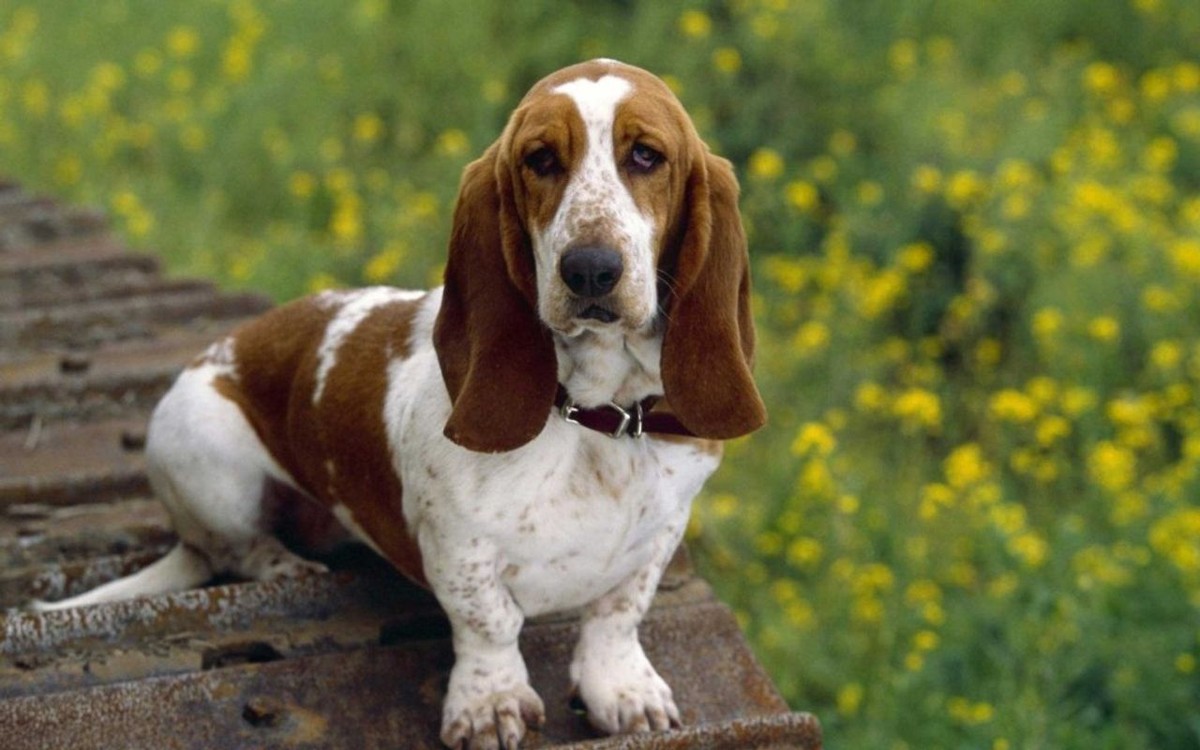 Basset Hound photo 1