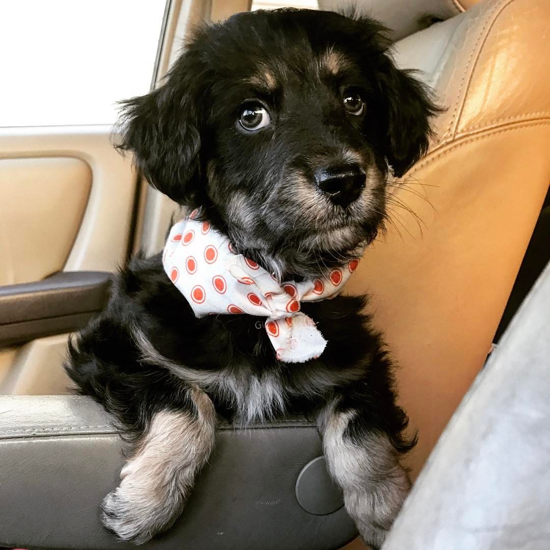 Bearded Collie photo 1