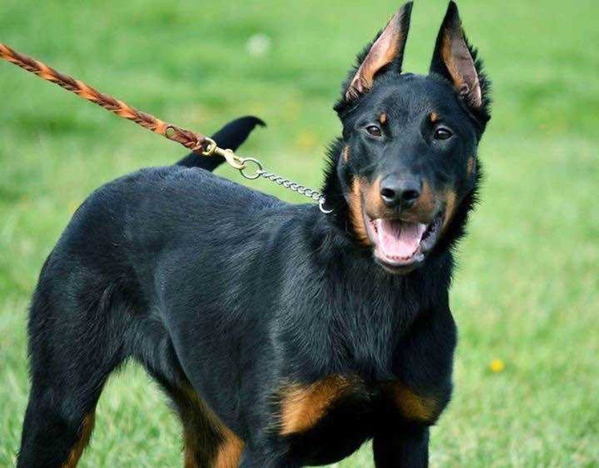 Beauceron photo 1