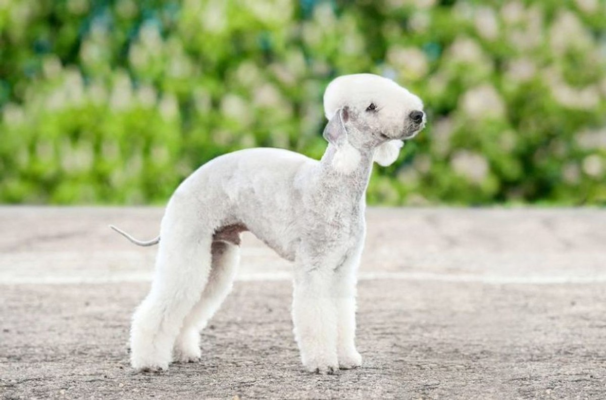 Bedlington Terrier photo 1