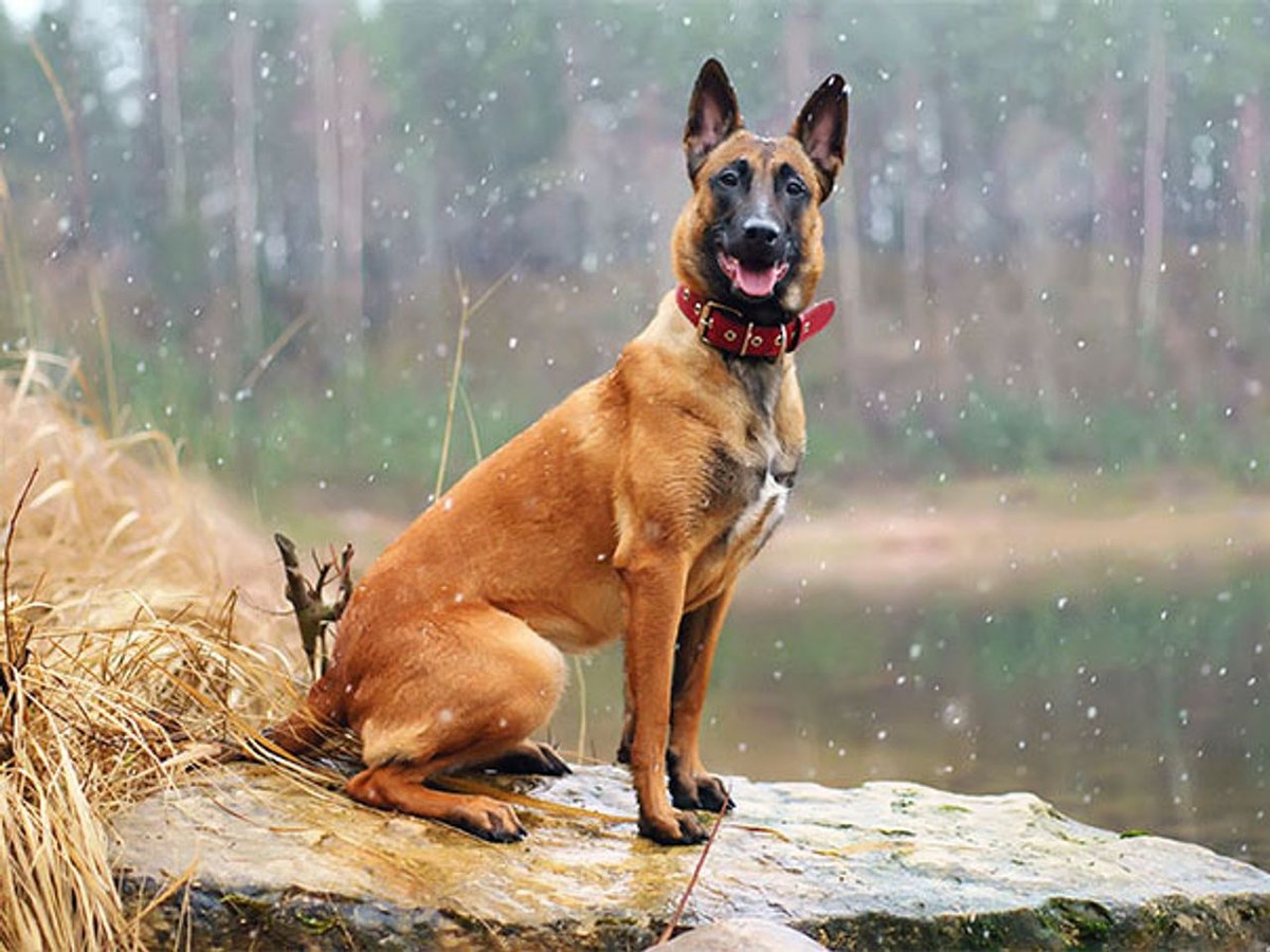 Belgian Malinois photo 1
