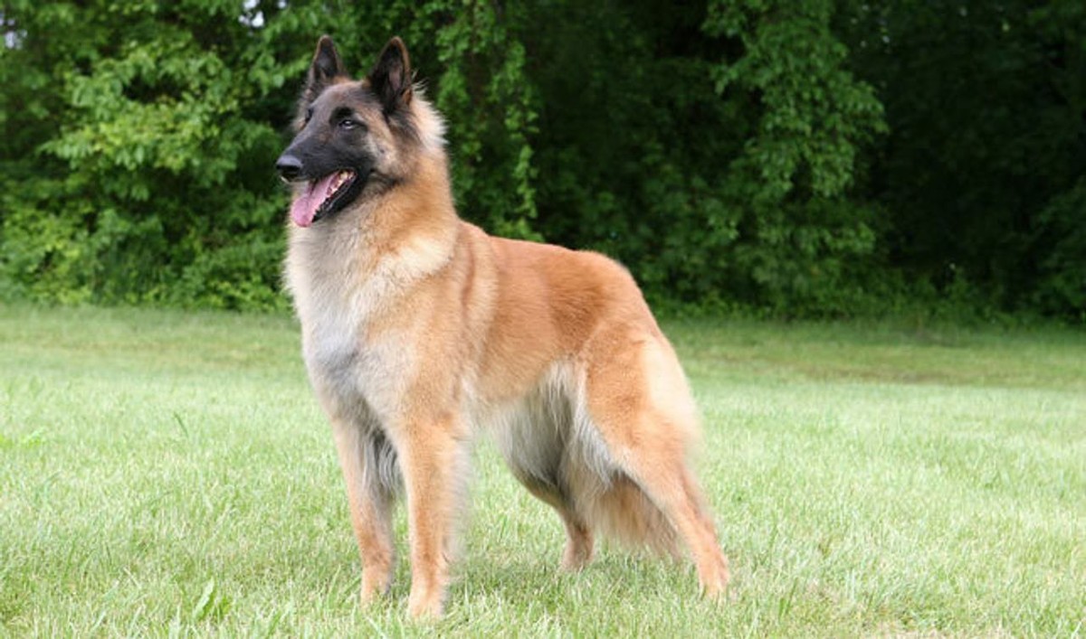 Belgian Tervuren photo 1