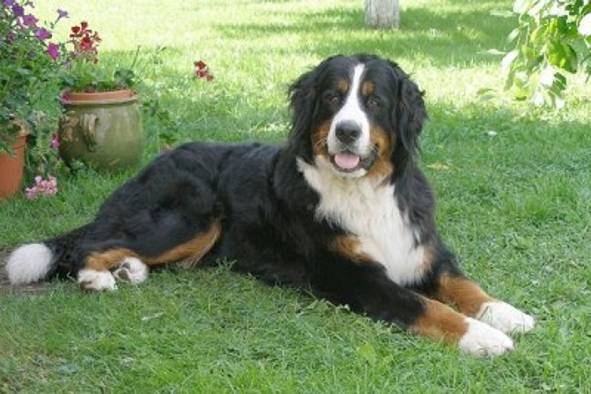 Bernese Mountain Dog photo 1