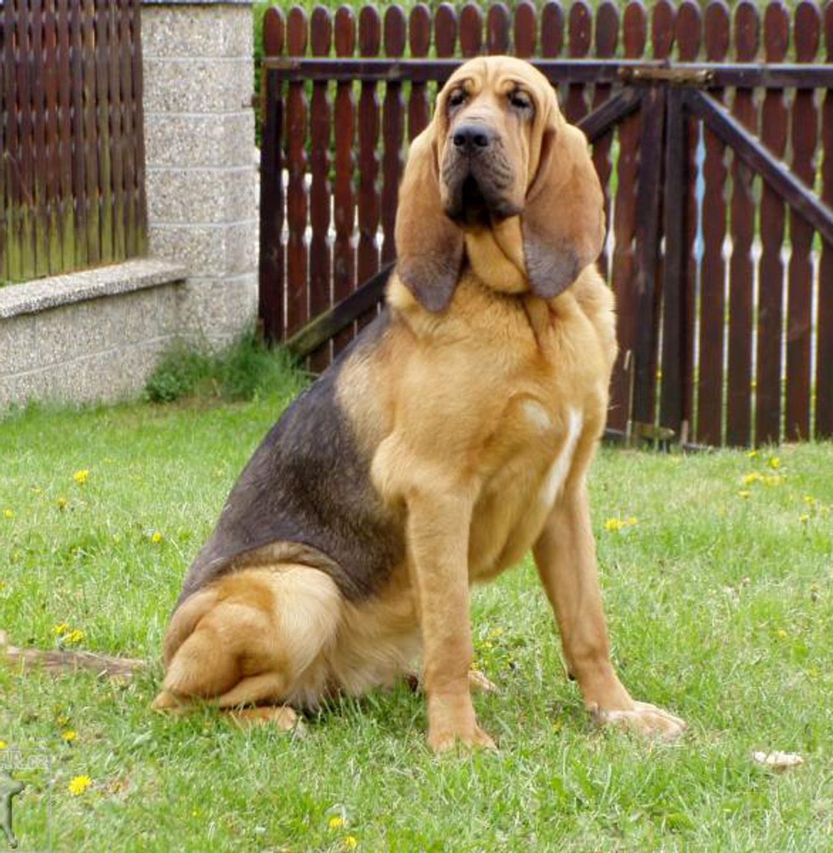 Bloodhound photo 1