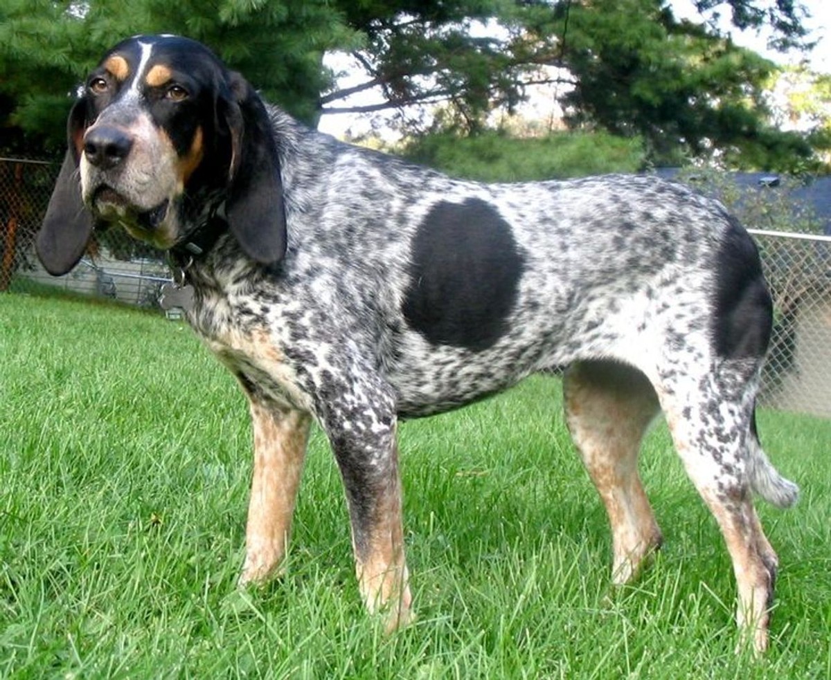Bluetick Coonhound photo 1