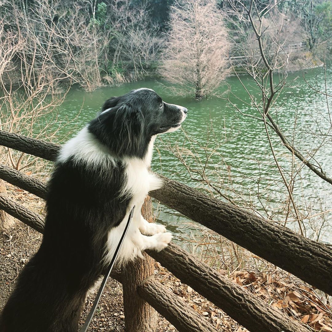 Border Collie photo 1