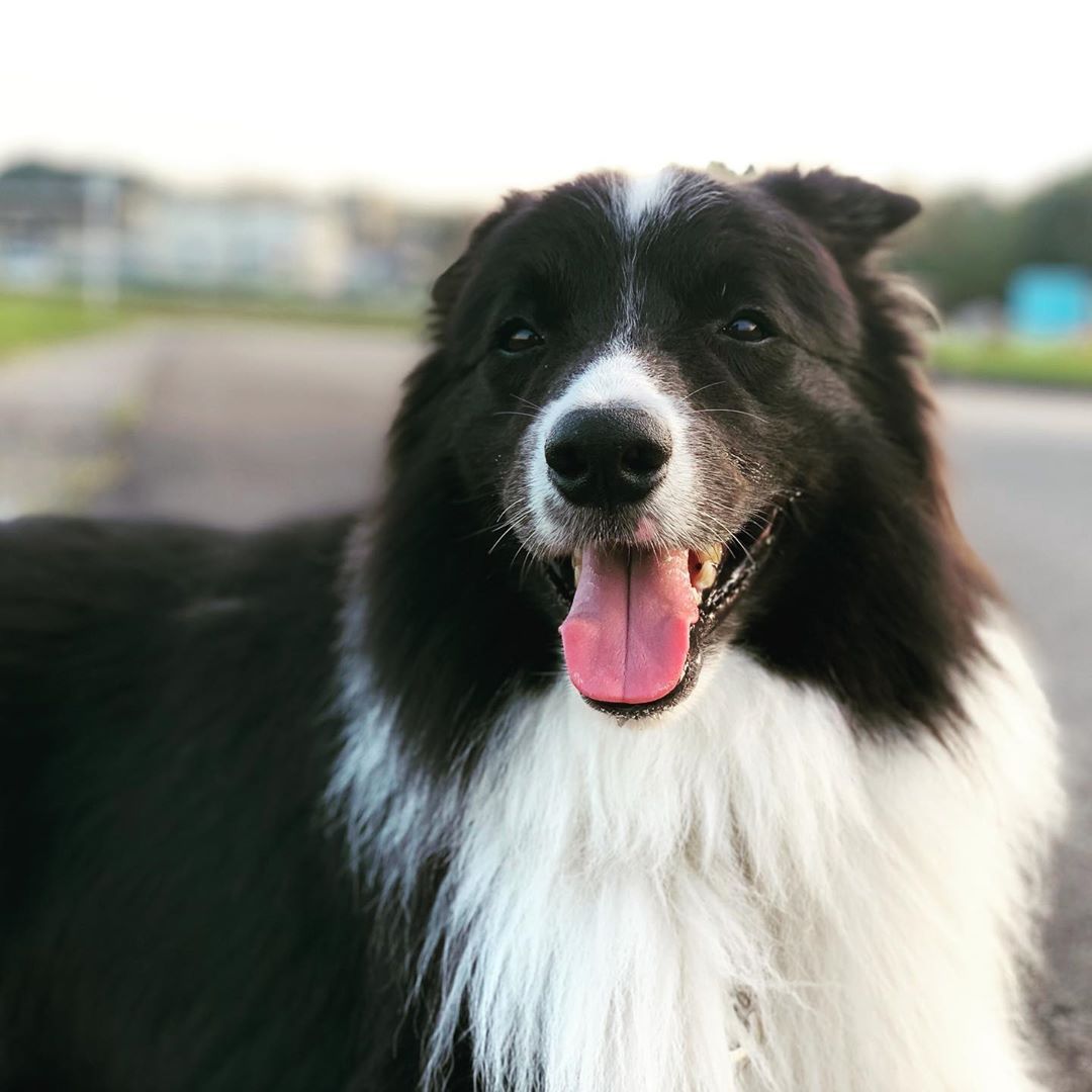 Border Collie photo 2