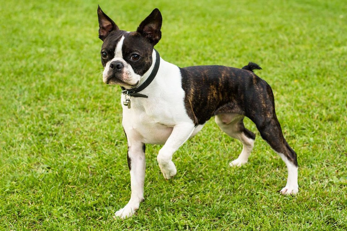 Boston Terrier photo 1